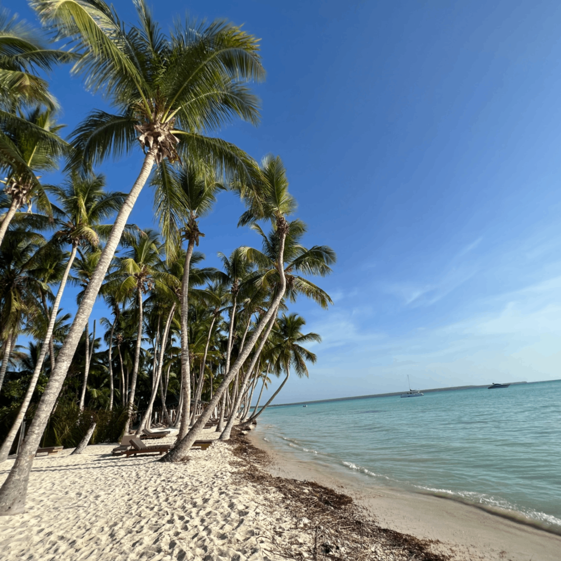 Sakura (sakura0.lens) Lens social identity (.lens handle) PFP