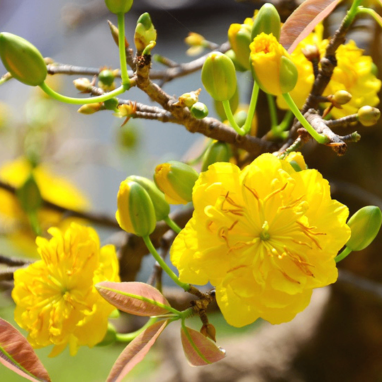 htp135 (phong.lens) Lens social identity (.lens handle) PFP