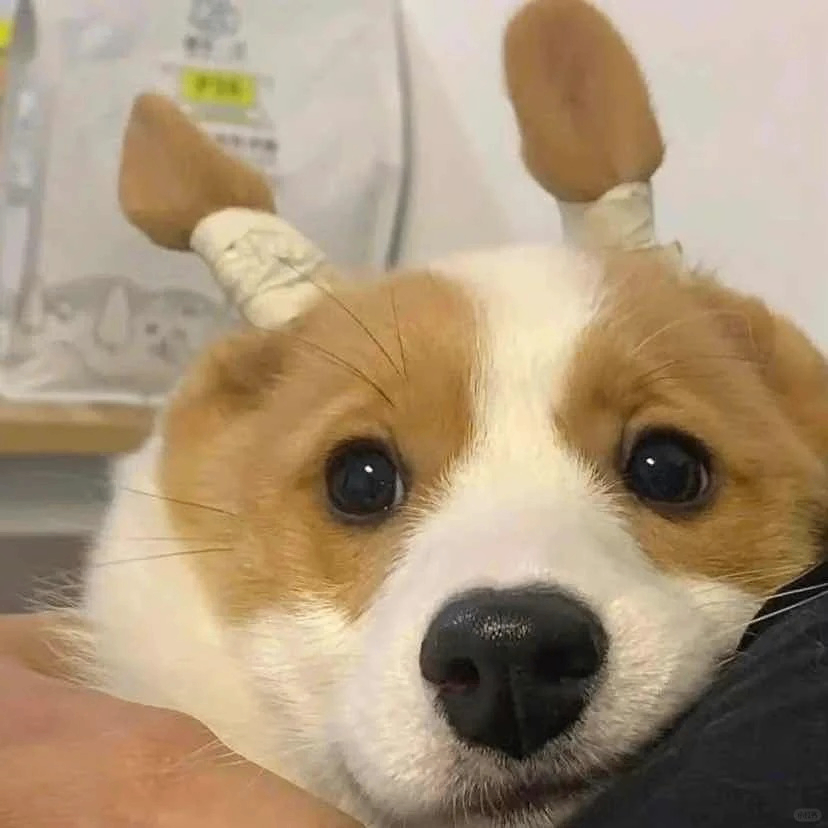 foqofj222 (uroibn.lens) Lens social identity (.lens handle) PFP