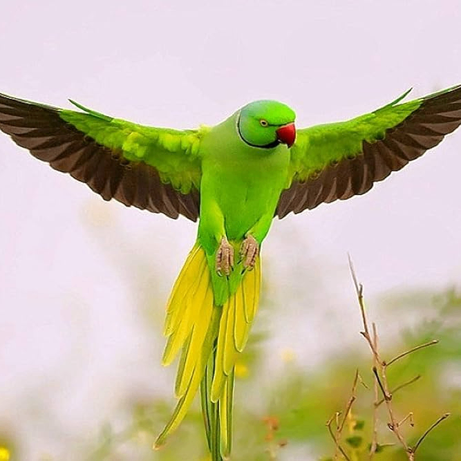 bharath (bbkelectronics.lens) Lens social identity (.lens handle) PFP