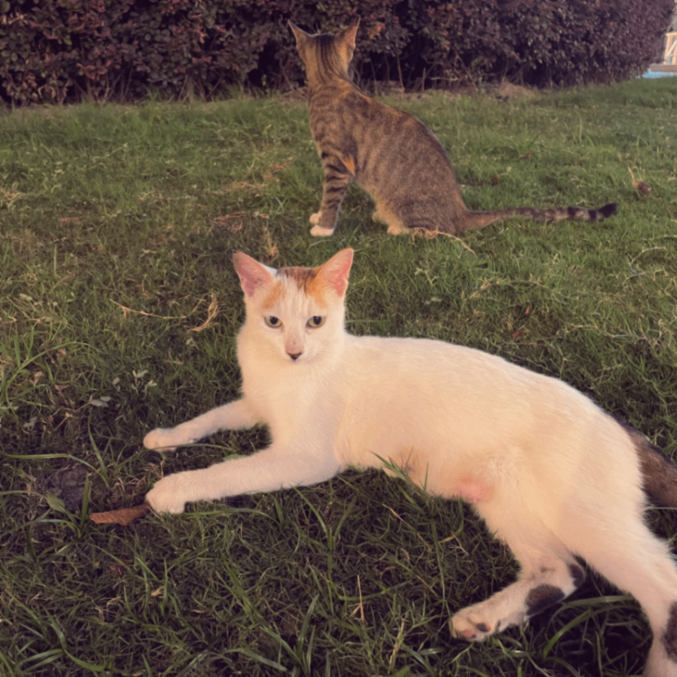 duansg (leixiaoyao.lens) Lens social identity (.lens handle) PFP