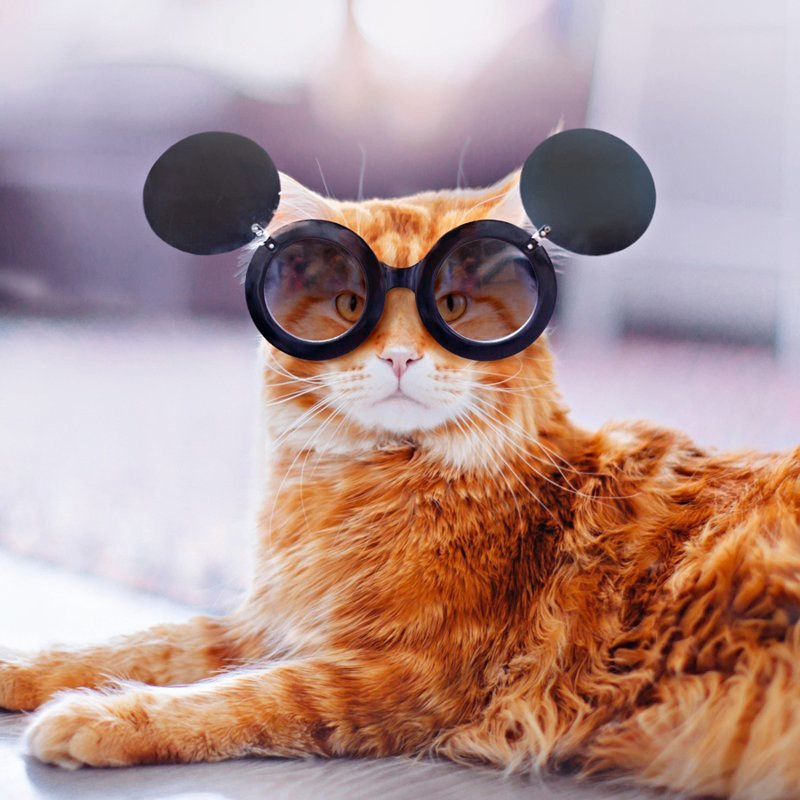 Sam Satory (meethook.lens) Lens social identity (.lens handle) PFP