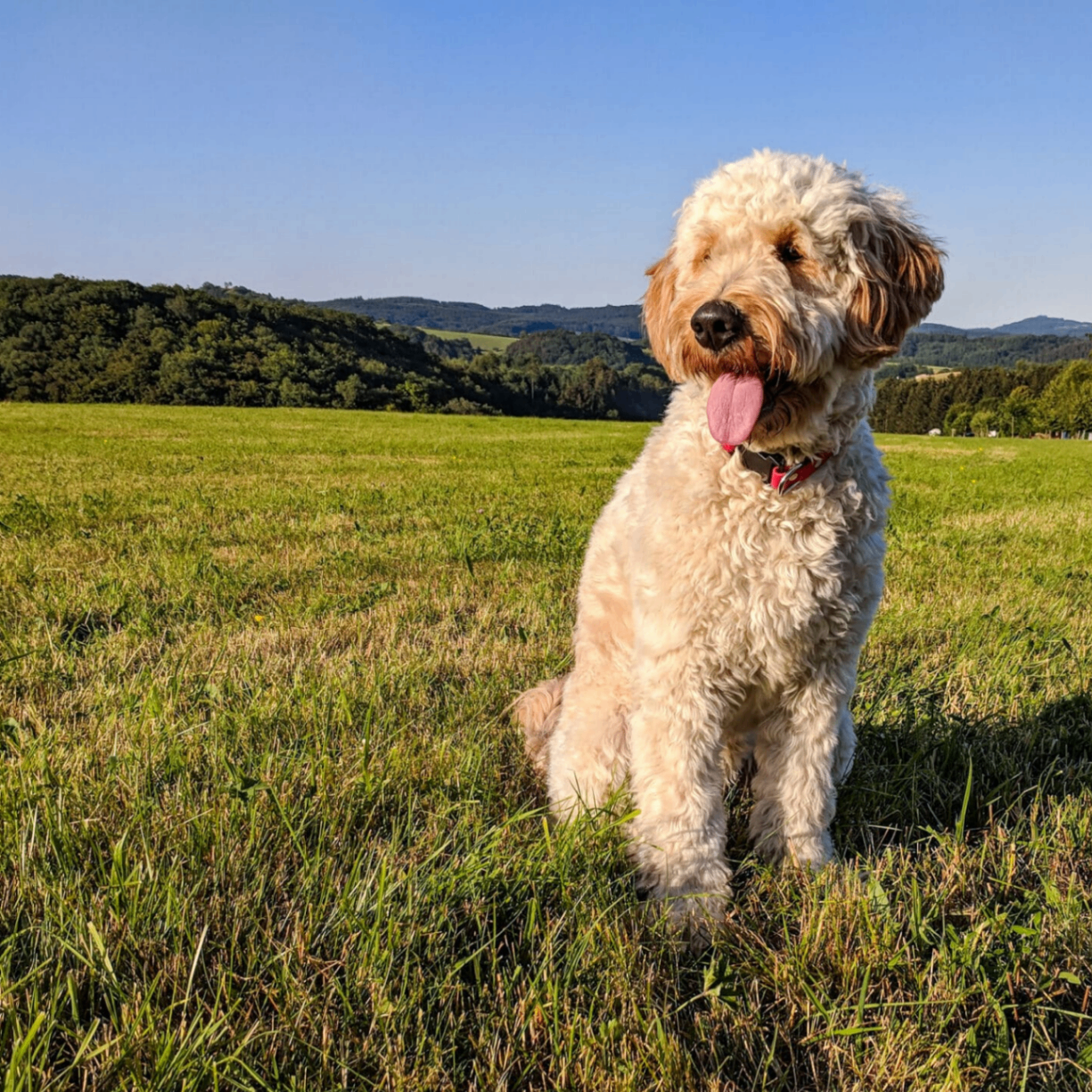 uniqueusername (uniqueusername.lens) Lens social identity (.lens handle) PFP