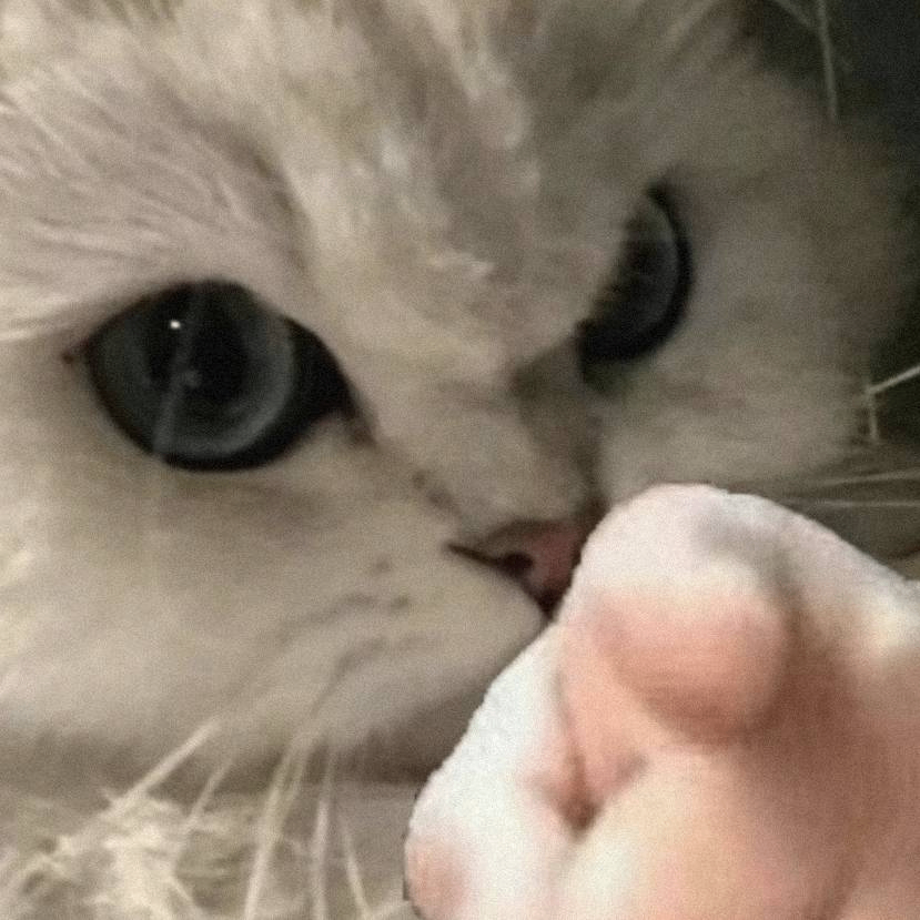 kennys (xiwangwobianshuai.lens) Lens social identity (.lens handle) PFP