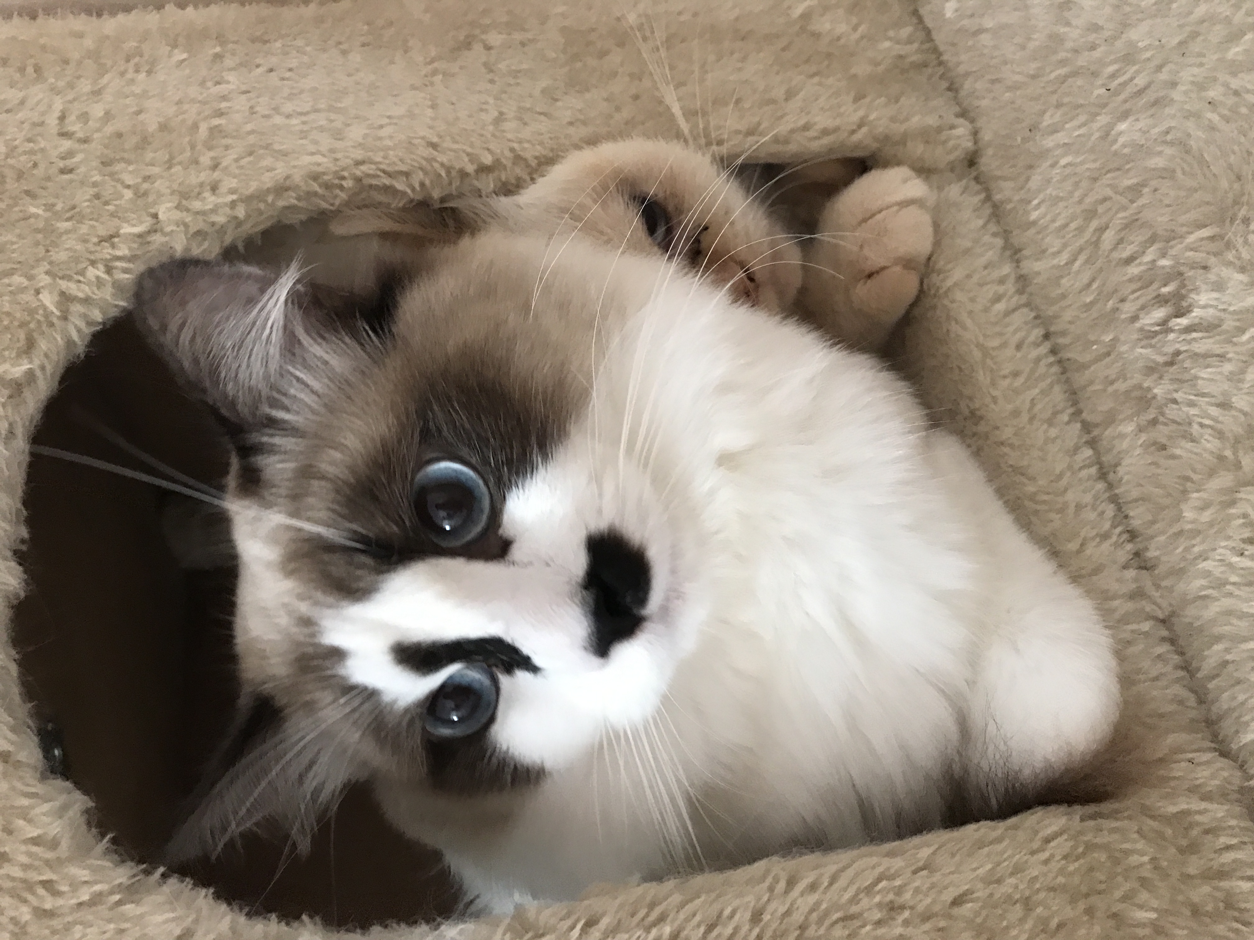 Xavier (10527.lens) Lens social identity (.lens handle) PFP