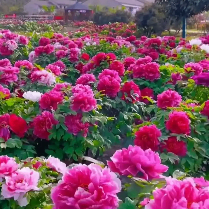 nanmeseranlo (tsgsjzbsjsbs.lens) Lens social identity (.lens handle) PFP