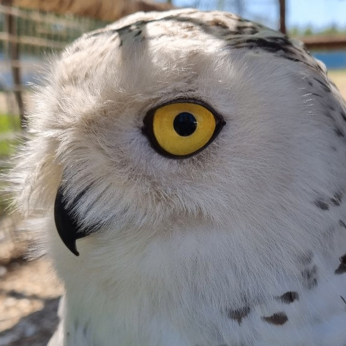 Snapskan (snapskan.lens) Lens social identity (.lens handle) PFP