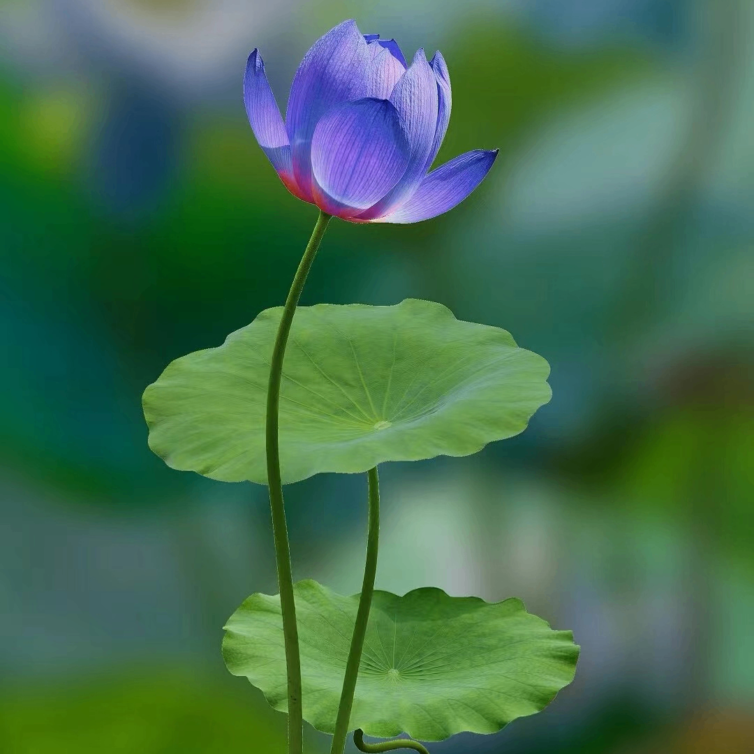 wabdddd (990008.lens) Lens social identity (.lens handle) PFP