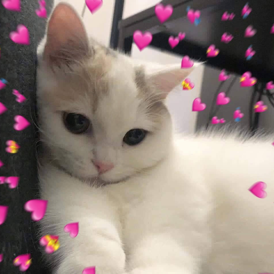 cat goes meow (catgoesmeow.lens) Lens social identity (.lens handle) PFP