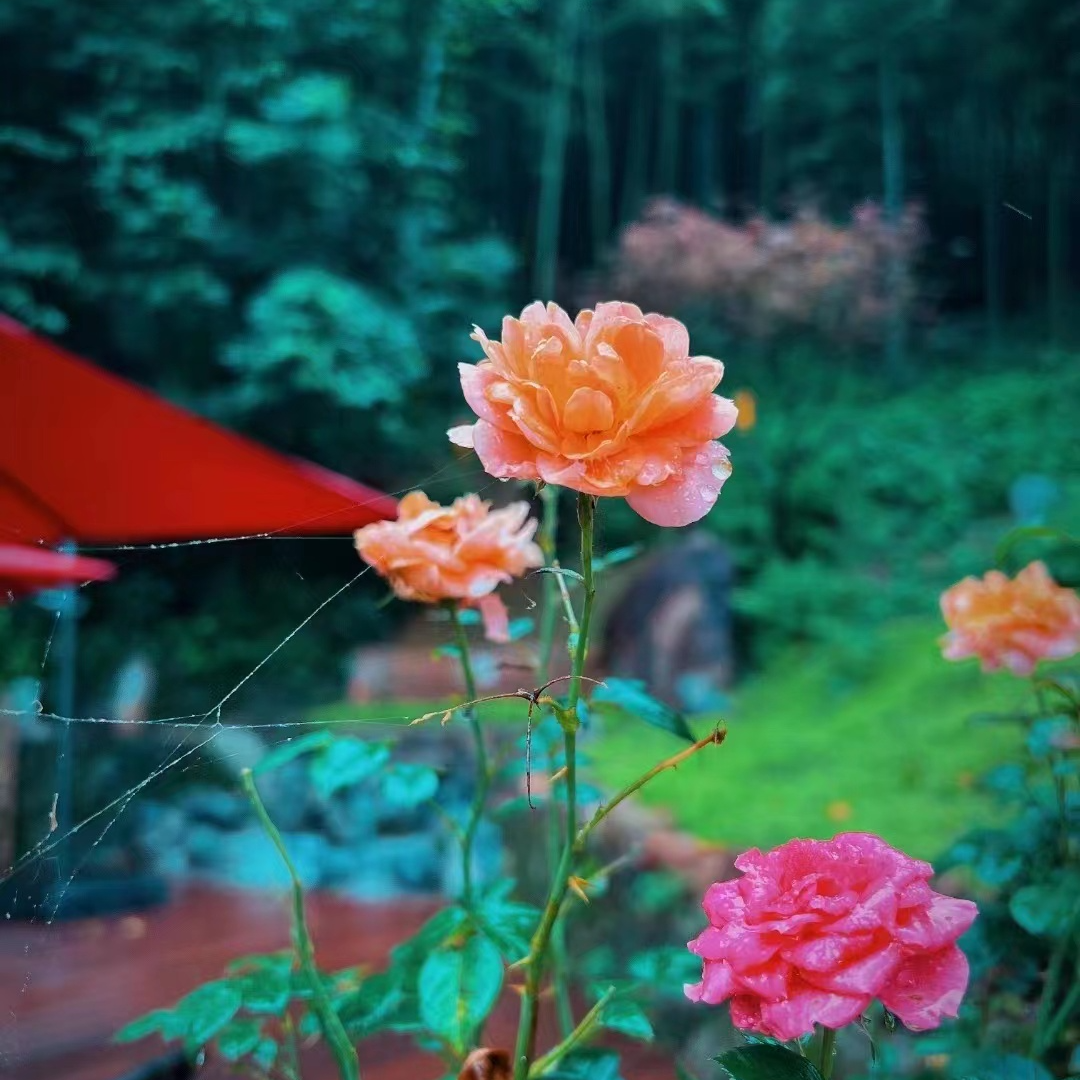 Lavender (rockstar.lens) Lens social identity (.lens handle) PFP