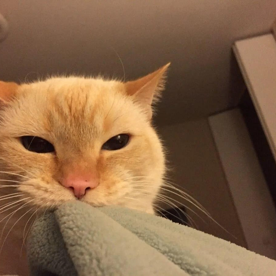 Lumipa (lumipa3.lens) Lens social identity (.lens handle) PFP