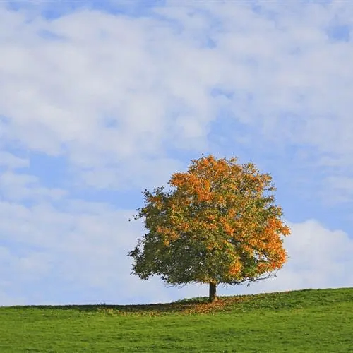 jocastna (jocastna.lens) Lens social identity (.lens handle) PFP