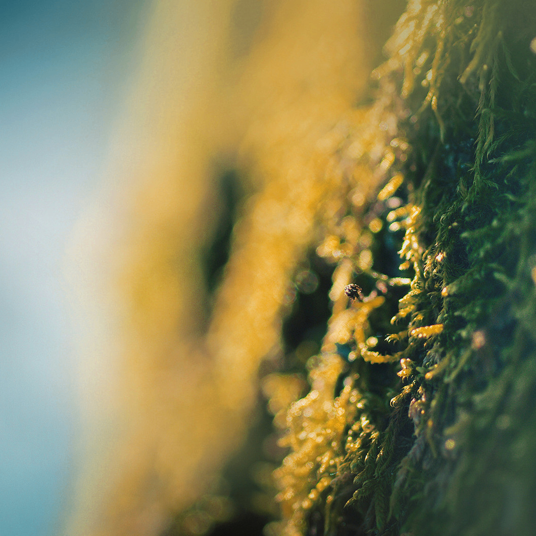 hgs (nexurix.lens) Lens social identity (.lens handle) PFP