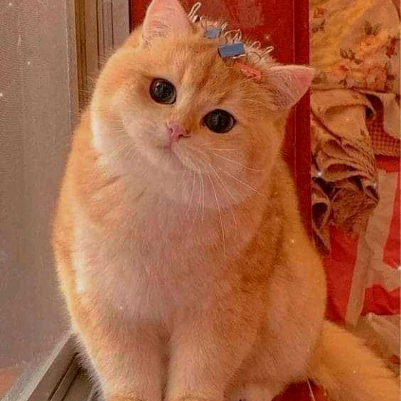 Alex (alex100.lens) Lens social identity (.lens handle) PFP