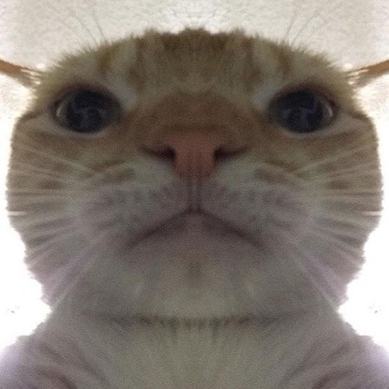 Knicks (knickscl.lens) Lens social identity (.lens handle) PFP