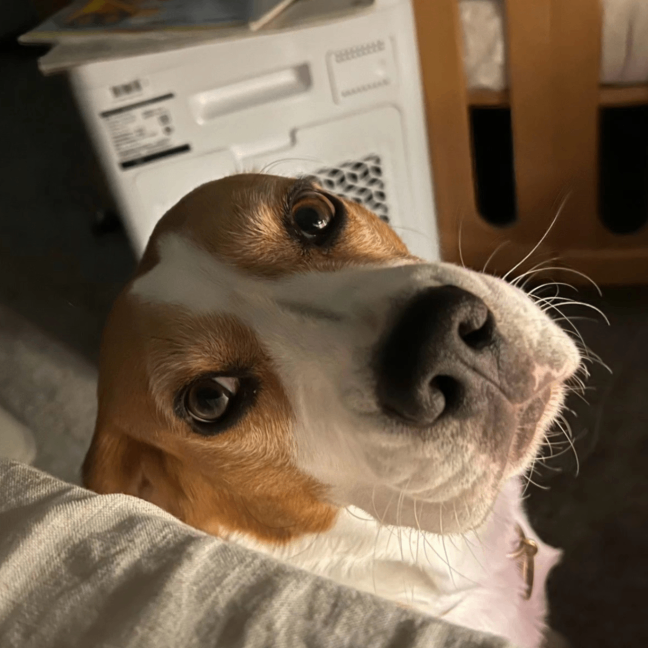 Beagle (fieee.lens) Lens social identity (.lens handle) PFP