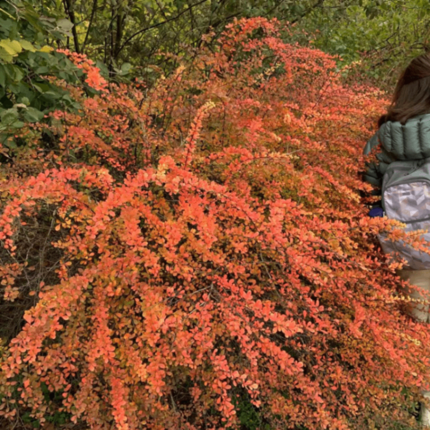 lenssshan1 (suan1.lens) Lens social identity (.lens handle) PFP