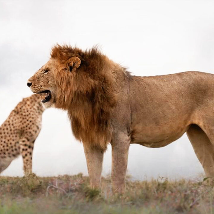 rahulrai (dwqfewgx.lens) Lens social identity (.lens handle) PFP