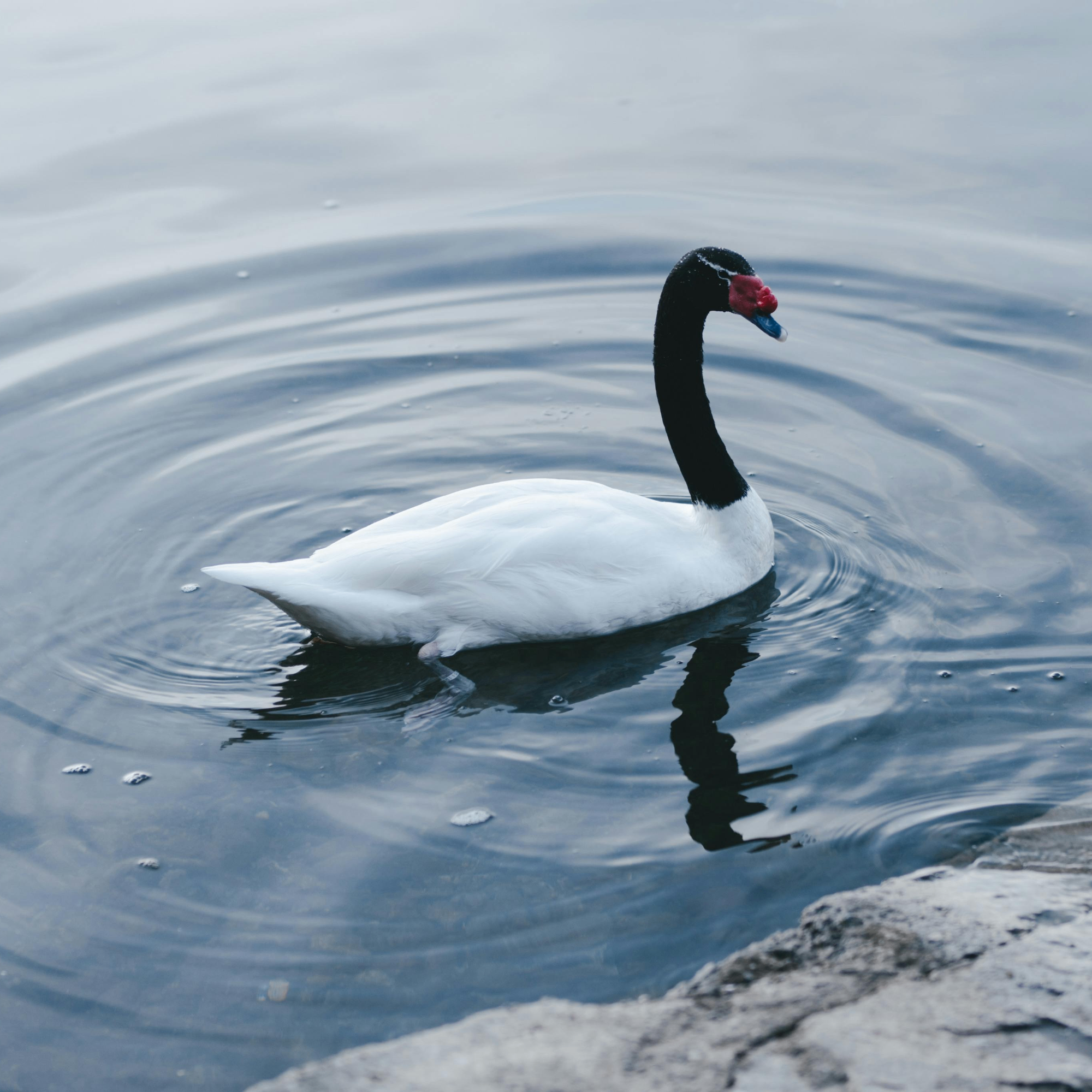 SAYhi (salmanzet.lens) Lens social identity (.lens handle) PFP