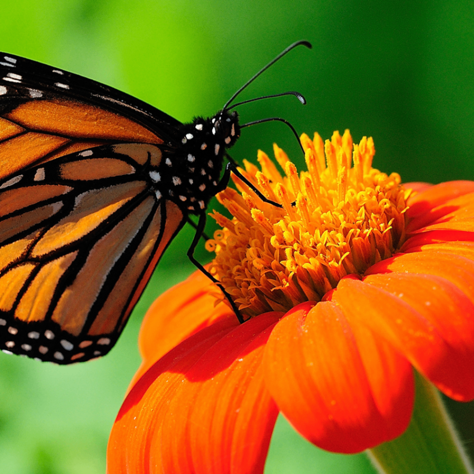 Ilya (bbogu.lens) Lens social identity (.lens handle) PFP