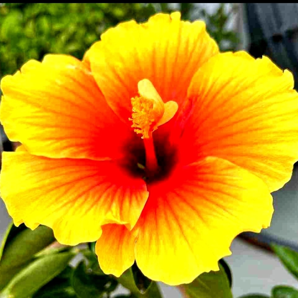 Minnu (minnu.lens) Lens social identity (.lens handle) PFP