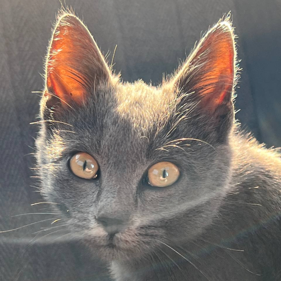 Serjio (el1gato.lens) Lens social identity (.lens handle) PFP