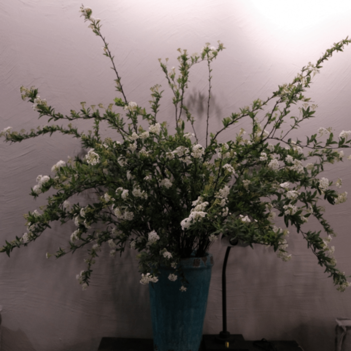 garden (amelier.lens) Lens social identity (.lens handle) PFP