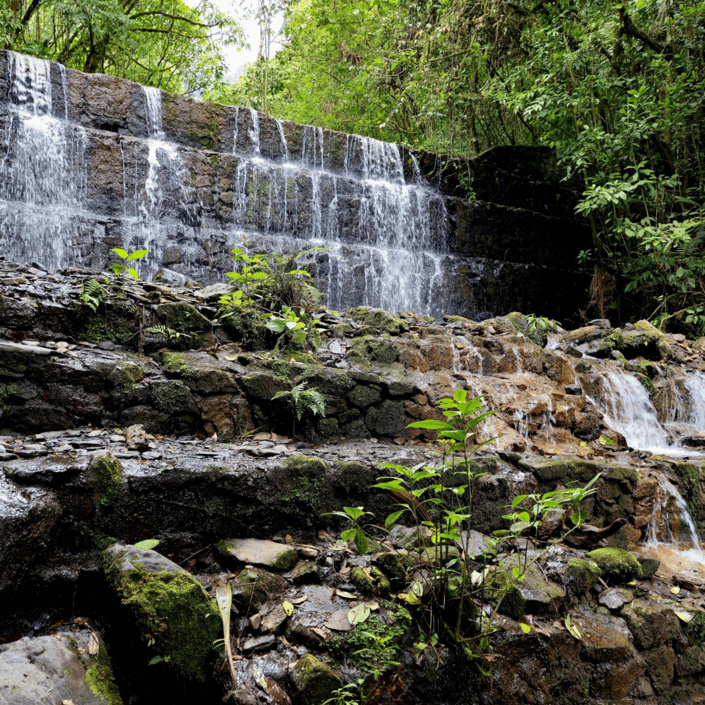 onlid (onlid.lens) Lens social identity (.lens handle) PFP