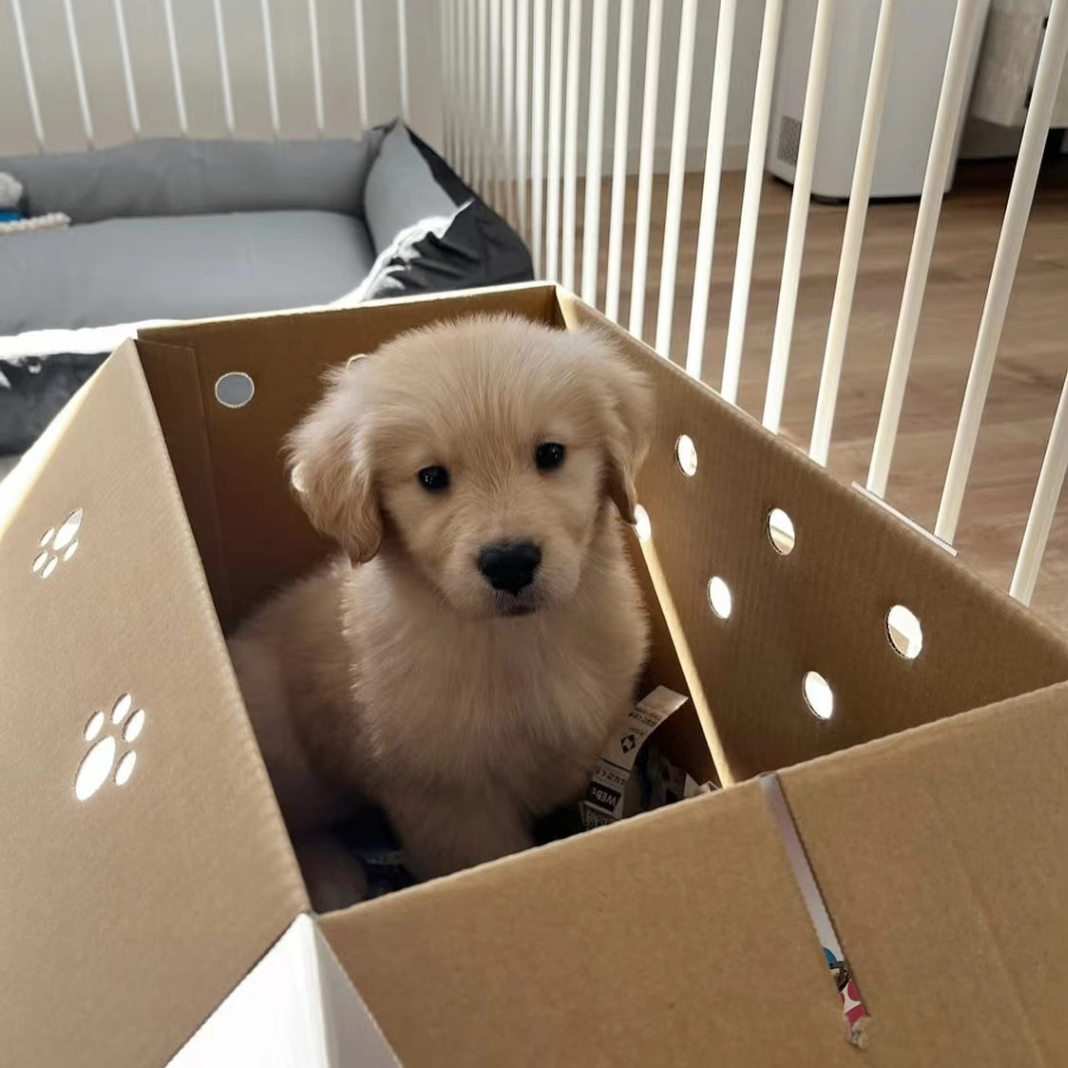 DOG (earnesst.lens) Lens social identity (.lens handle) PFP