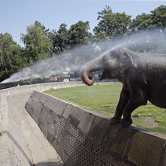 Zorg (zoochosis.lens) Lens social identity (.lens handle) PFP