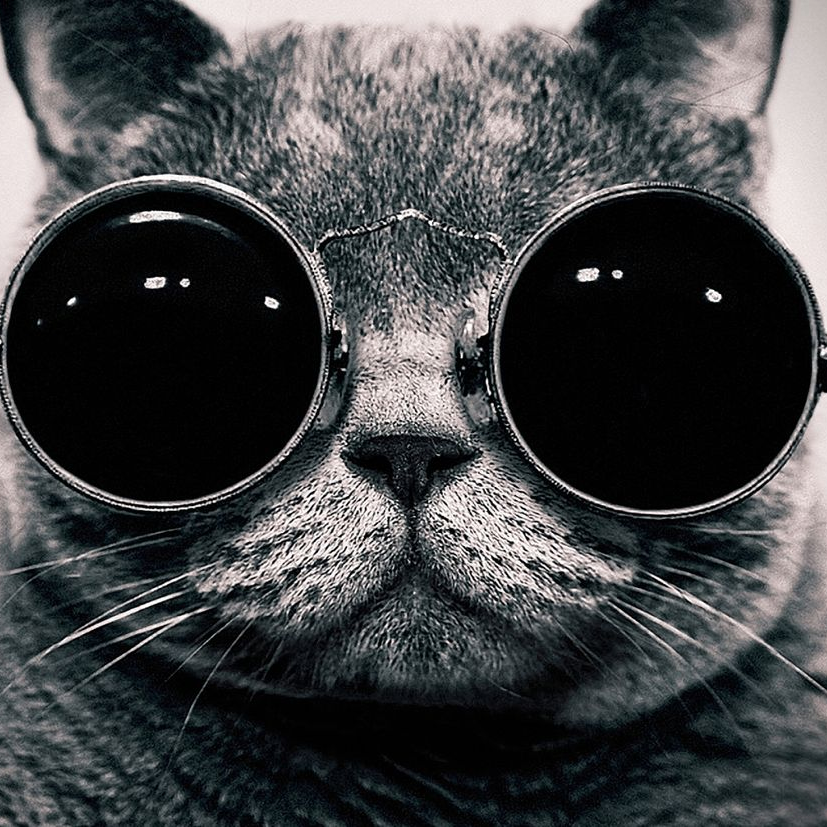 Sweatcaty (sweatcatty.lens) Lens social identity (.lens handle) PFP