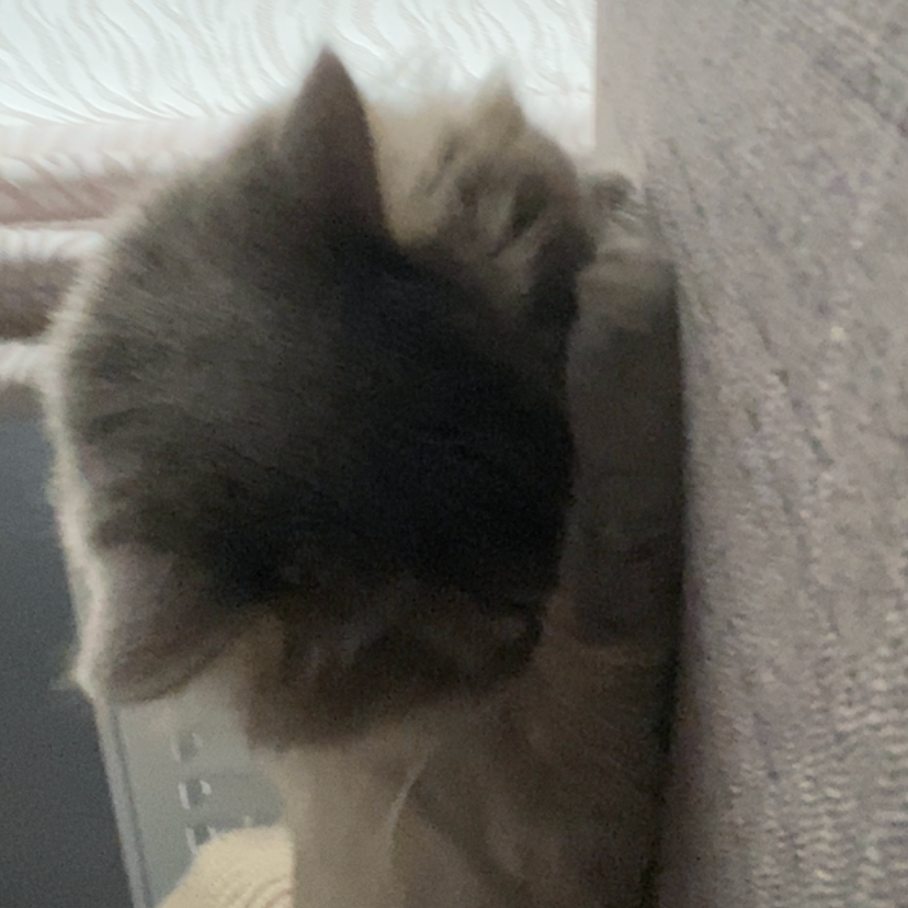 Jesika (jessika23dripp.lens) Lens social identity (.lens handle) PFP