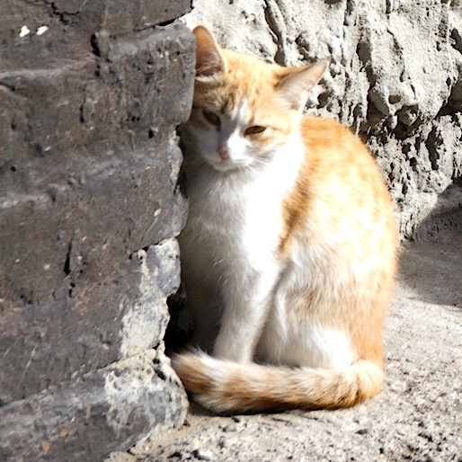 Aaron Zir (angelrolix.lens) Lens social identity (.lens handle) PFP