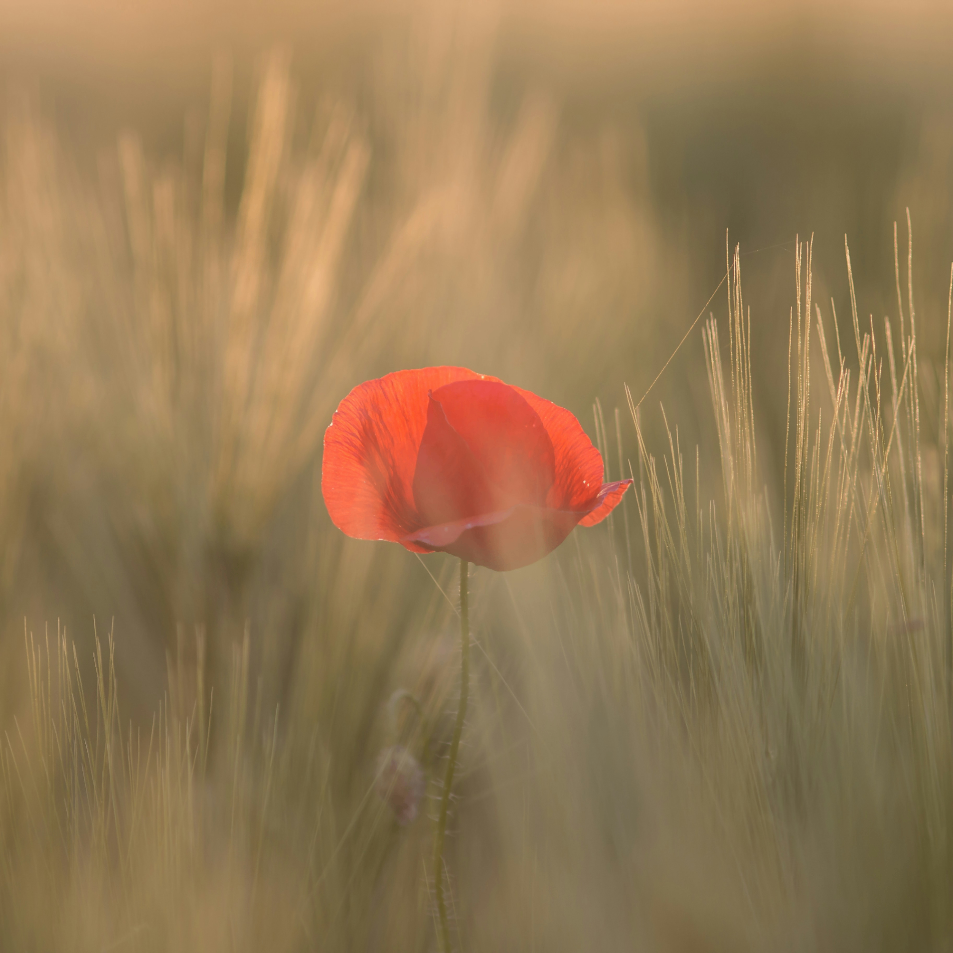 laxer (laxer.lens) Lens social identity (.lens handle) PFP