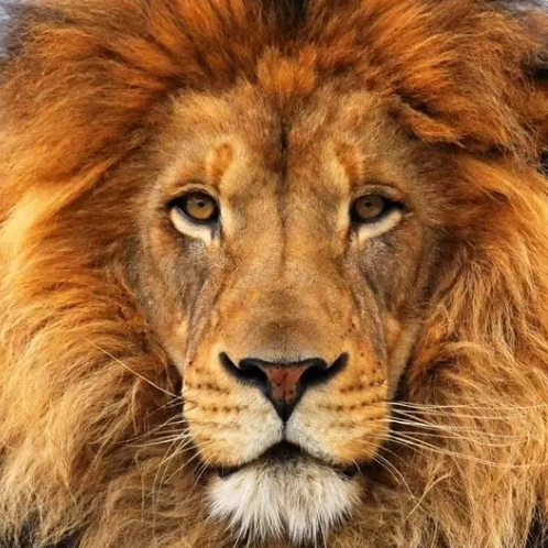 Doreen Bruce (jjjjjc.lens) Lens social identity (.lens handle) PFP