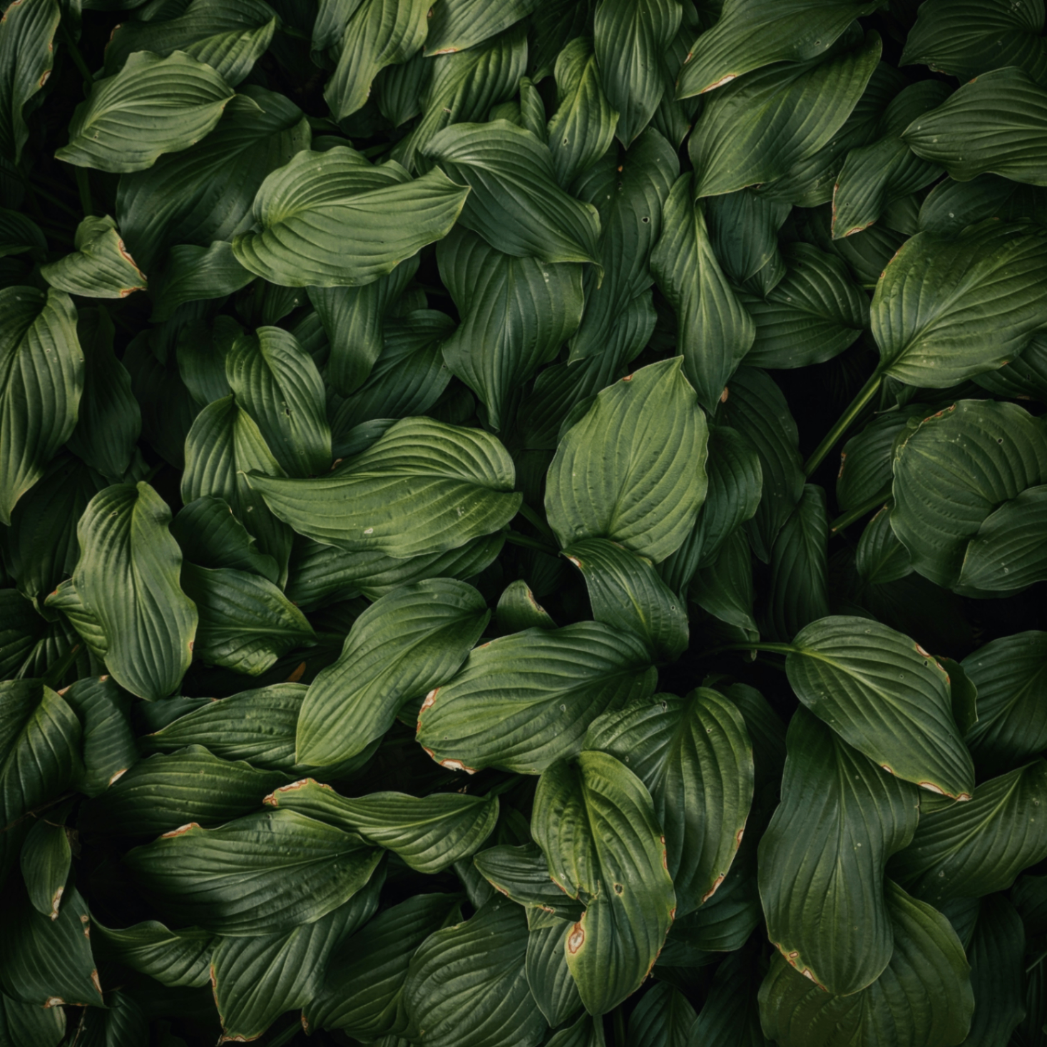 asanti (asanti1208.lens) Lens social identity (.lens handle) PFP