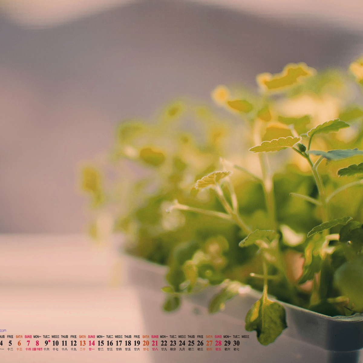 jhyk (holix.lens) Lens social identity (.lens handle) PFP