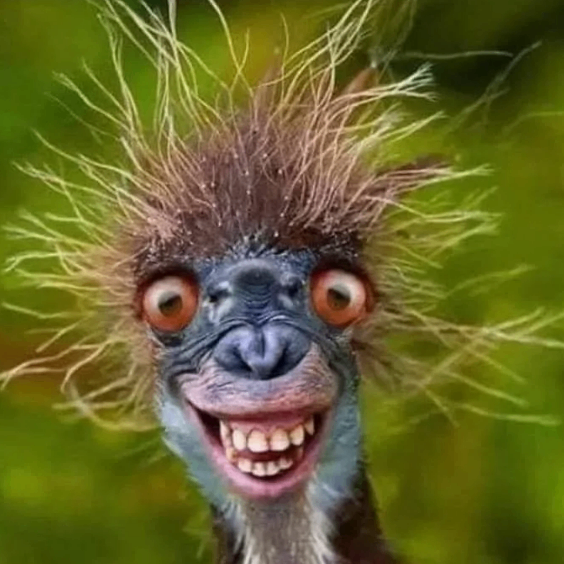 goblindot (goblindot.lens) Lens social identity (.lens handle) PFP