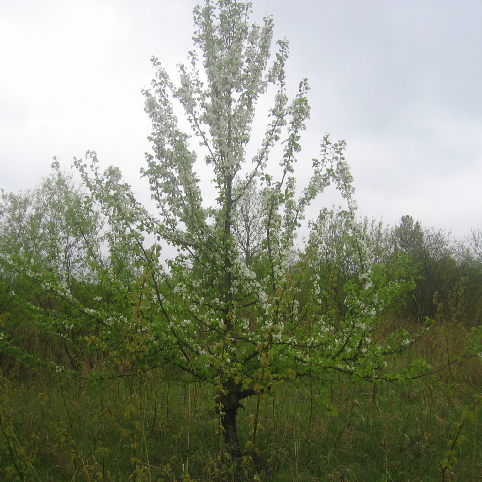 Sue (luahlohrun.lens) Lens social identity (.lens handle) PFP