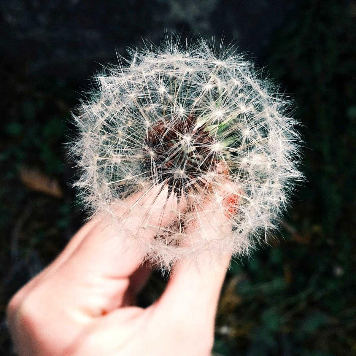 verseVirtuoso (greenholtbok.lens) Lens social identity (.lens handle) PFP