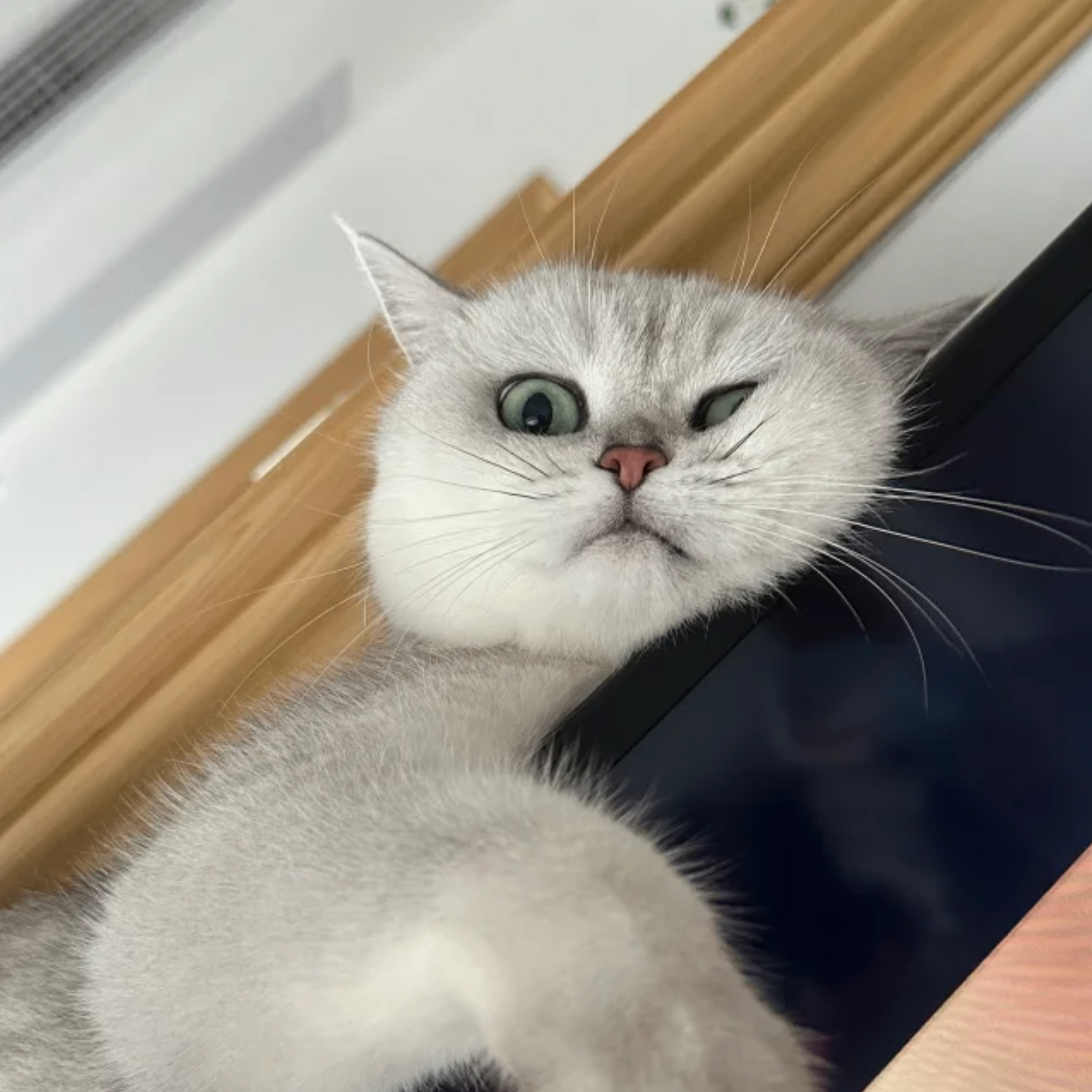 wiley (johnwiley.lens) Lens social identity (.lens handle) PFP