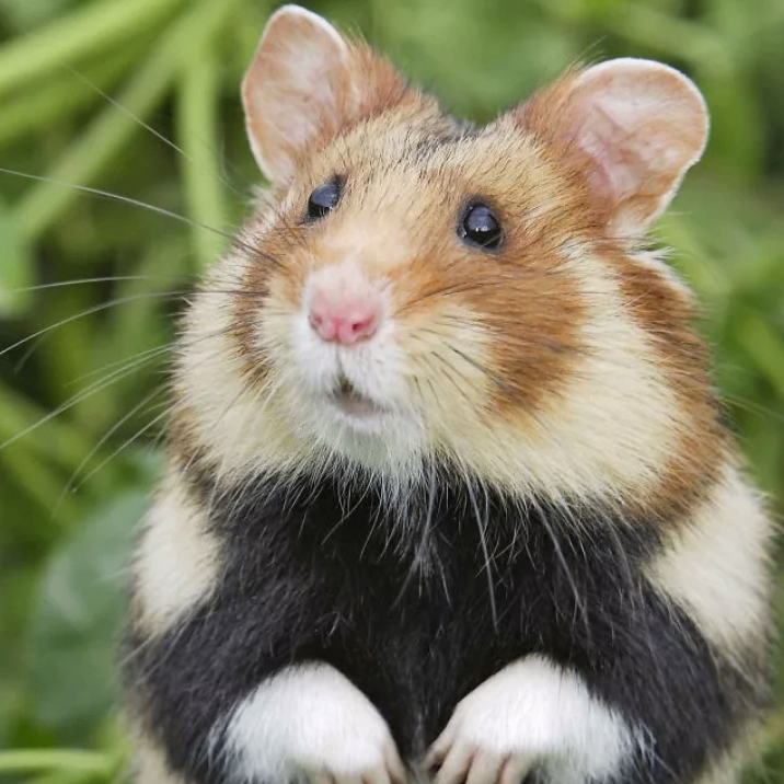 hamster2024 (hamster2024.lens) Lens social identity (.lens handle) PFP