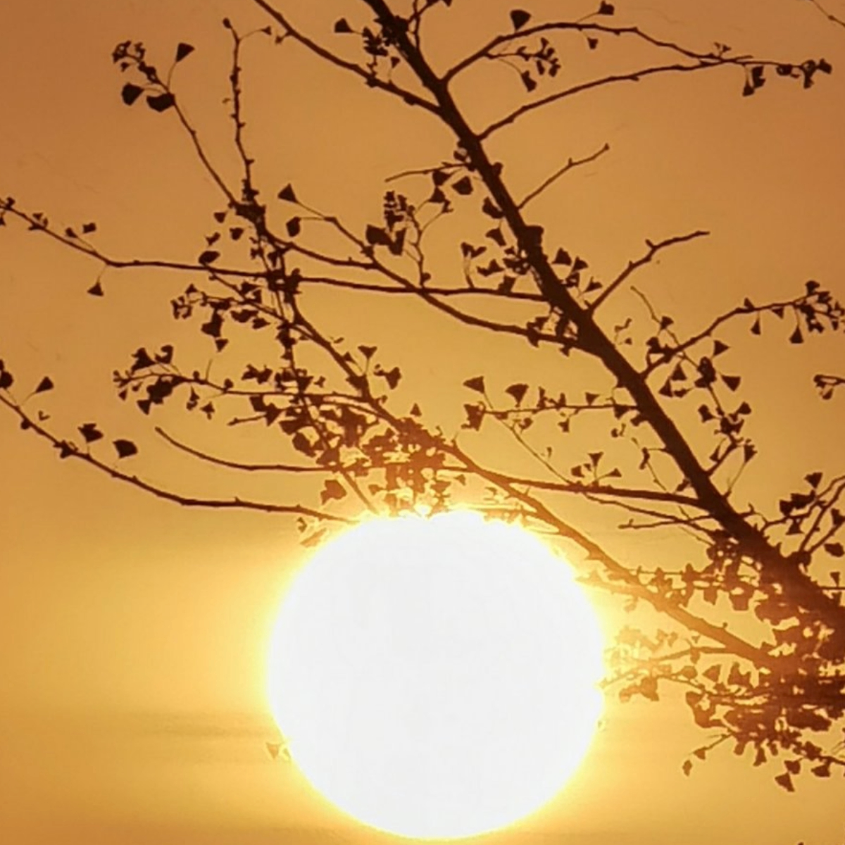 wivi (james11.lens) Lens social identity (.lens handle) PFP