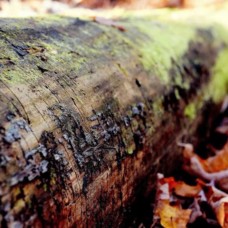 literatureLover (plantstitz10607.lens) Lens social identity (.lens handle) PFP