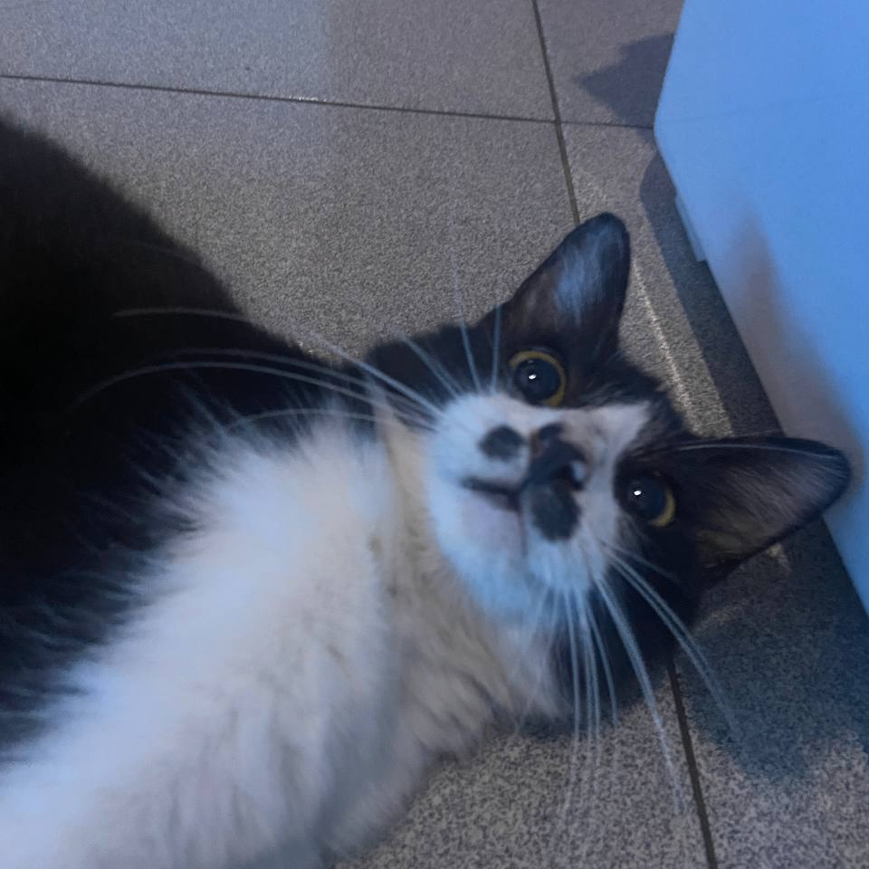 lezxe (lezxe.lens) Lens social identity (.lens handle) PFP