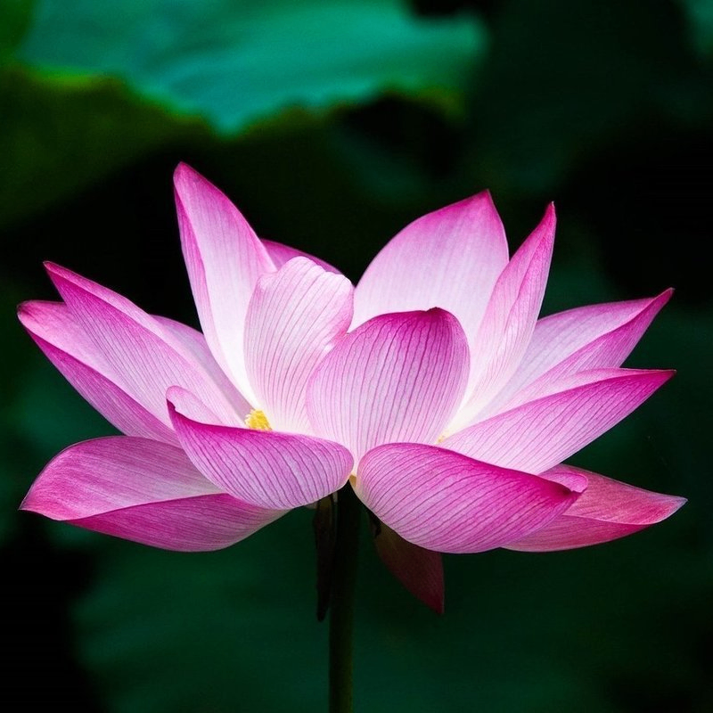Lotus (soponar.lens) Lens social identity (.lens handle) PFP