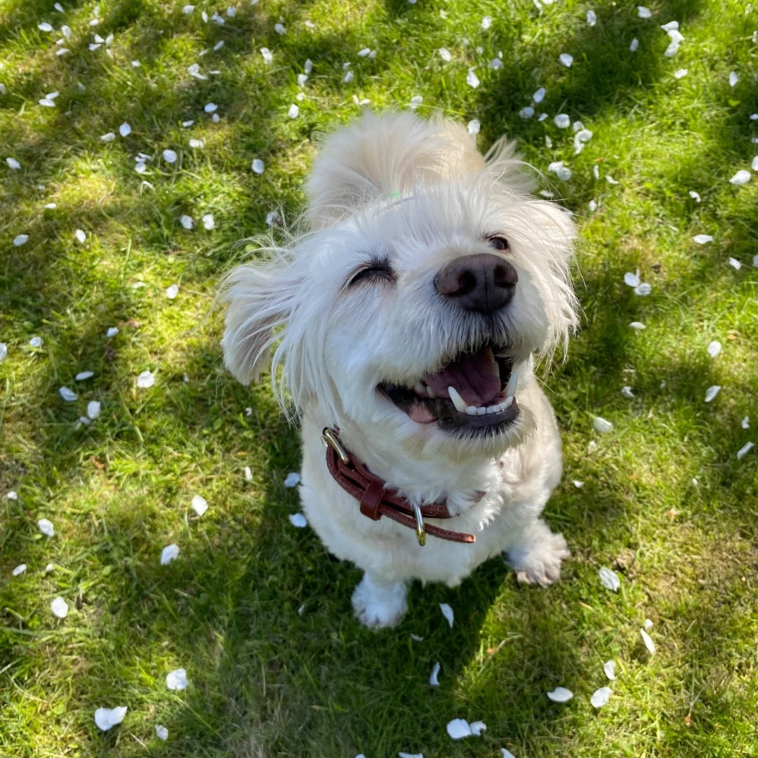 Cameron (pooopy.lens) Lens social identity (.lens handle) PFP