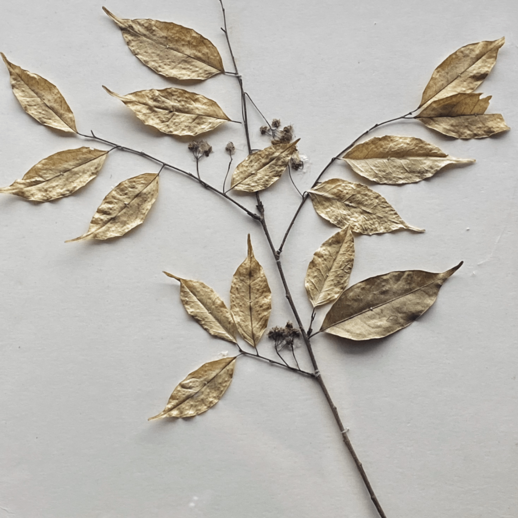 nanga (nanga.lens) Lens social identity (.lens handle) PFP