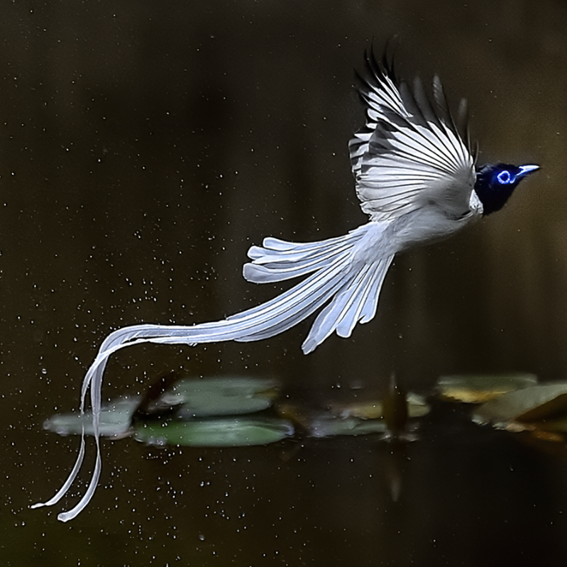 Fabian Wollaston (wwwwn.lens) Lens social identity (.lens handle) PFP