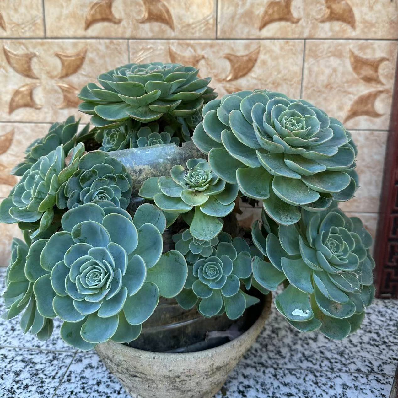 xiaoyu (xxhyy.lens) Lens social identity (.lens handle) PFP